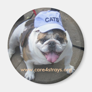 Imán Magnet de CATS: