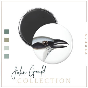 Imán Magnet de Cucko-shrike