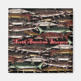 Imán Magnet de esturión - Cirujano norteamericano