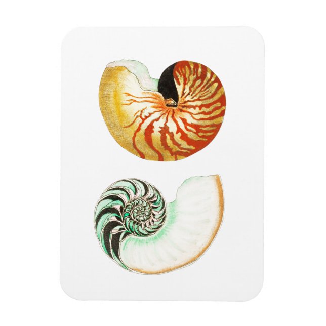 IMÁN MAGNET DE FOTOS "NAUTILUS" SEALIFE SEASHELL (Vertical)