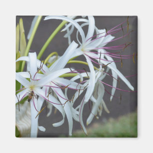 Imán Magnet de fragancia floral
