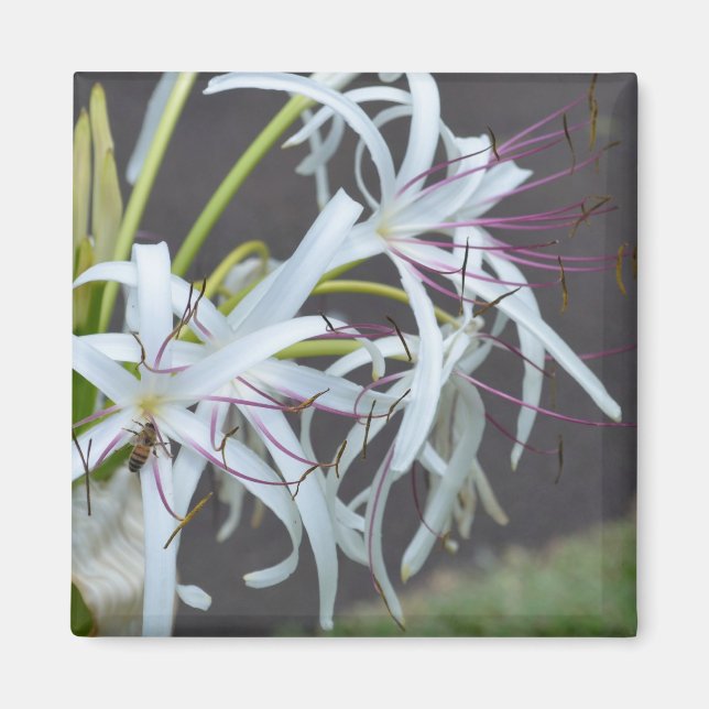 Imán Magnet de fragancia floral (Frente)