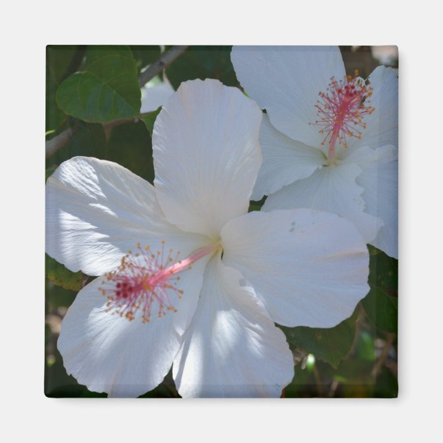 Imán Magnet de fragancia floral (Frente)