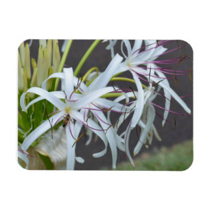 Imán Magnet de fragancia floral