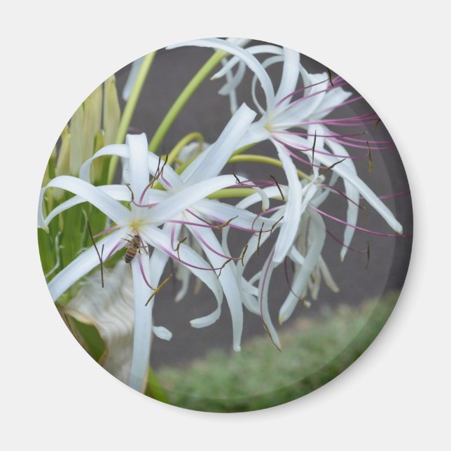 Imán Magnet de fragancia floral (Frente)