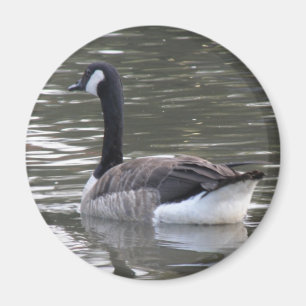 Imán Magnet de ganso de Canadá