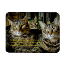 Magnet de gato inspirador - Todos los gatos son ún