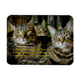 Imán Magnet de gato inspirador - Todos los gatos son ún