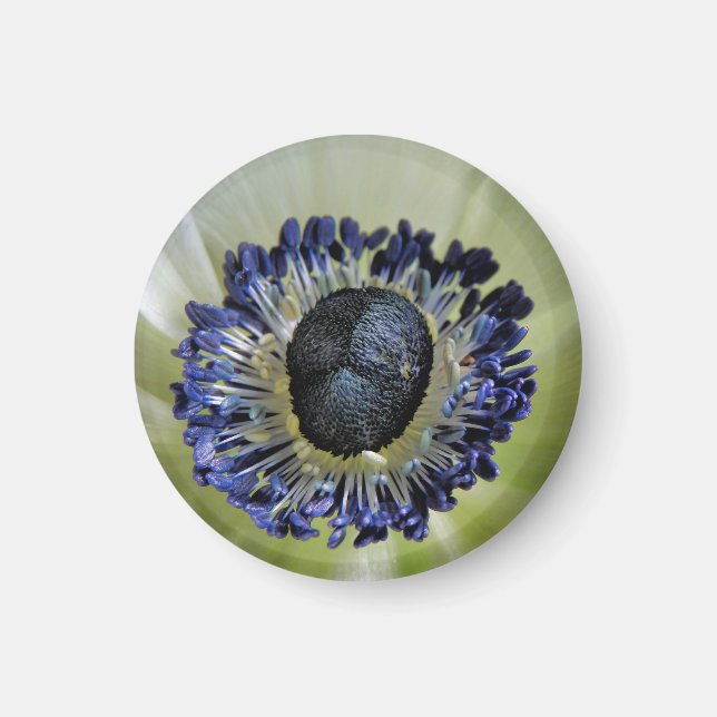 Imán Magnet de Gladiolus bizantino (Frente)