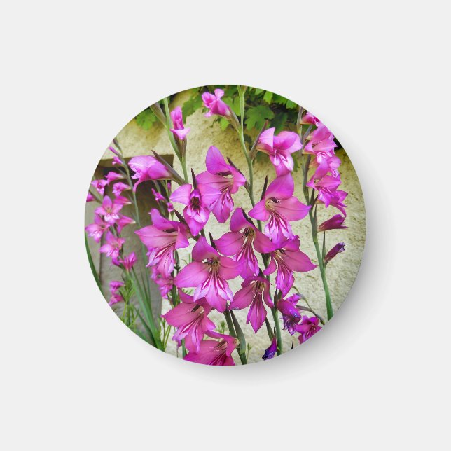 Imán Magnet de Gladiolus bizantino (Frente)