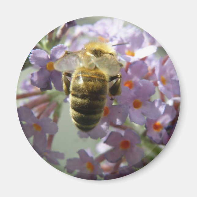 Imán Magnet de las flores de abeja y de bucea (Frente)