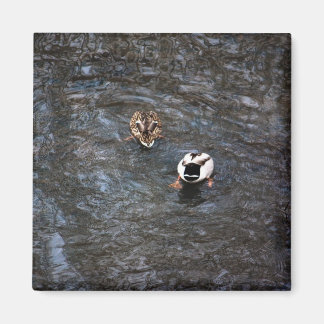 IMÁN MAGNET DE MANTAS DE PATO