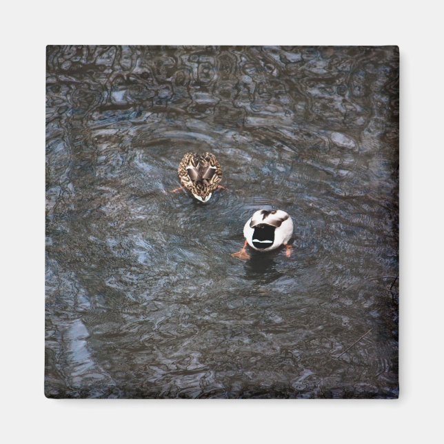 IMÁN MAGNET DE MANTAS DE PATO (Frente)