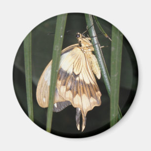 Imán Magnet de Moth