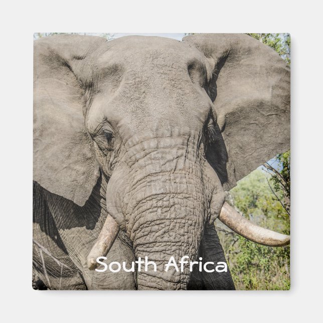 Imán Magnet de Nevera Elefante - Sudáfrica (Frente)