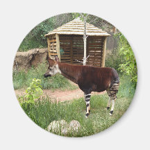 Magnet de Okapi