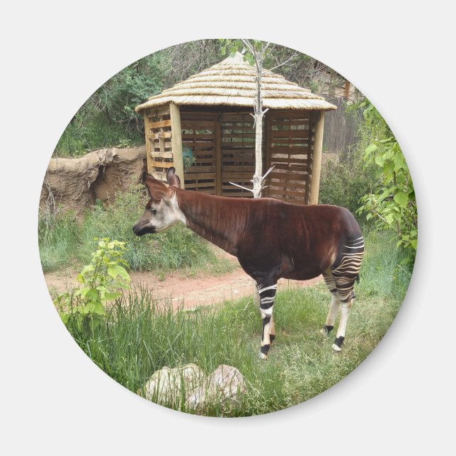 Imán Magnet de Okapi (Frente)