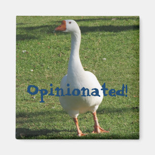 Imán ¡Magnet de opinión!