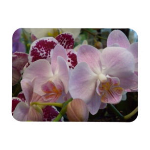 Imán Magnet de orquídeas rosas