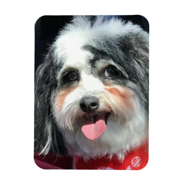 Imán Magnet de Perro Cute, K-Cee Red Scarf II (Vertical)