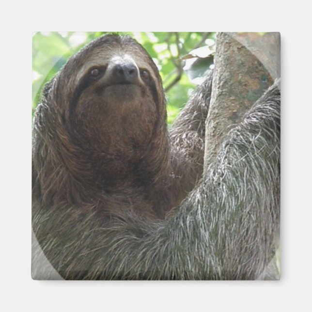 Imán Magnet de Sloth Photo Design Square (Frente)