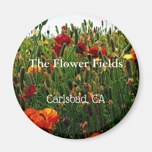 Imán Magnet de souvenirs, The Flower Field, Carlsbad, C (Frente)