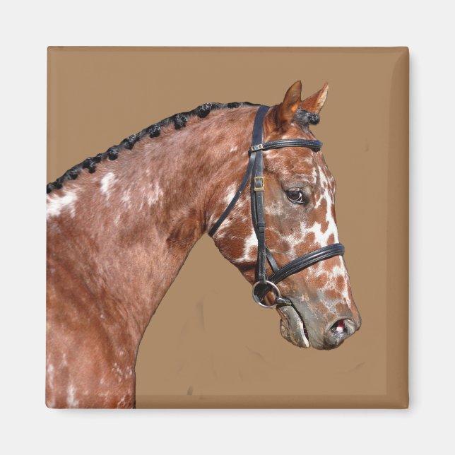 Imán Magnet de Stallion Knabstsuperior (Frente)