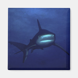 Imán Magnet de tiburón