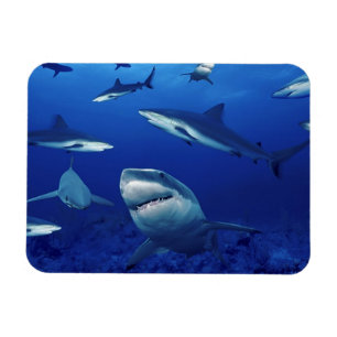 Imán Magnet de tiburones