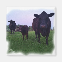 IMÁN ¡MAGNET DE VACAS!