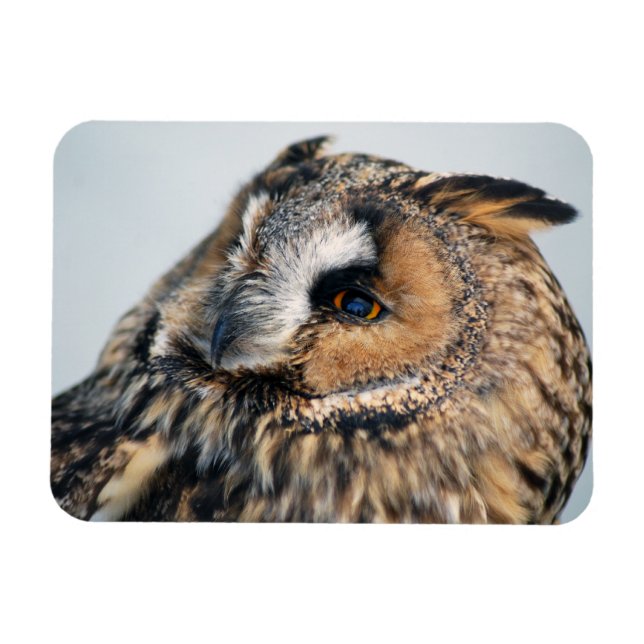 Imán Magnet Eagle Owl Premium (Horizontal)