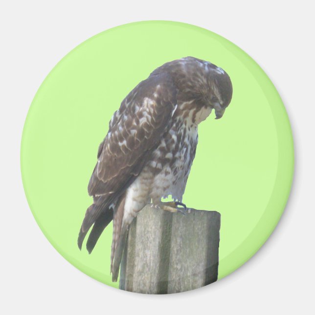 Imán Magnet - Falcon (Frente)