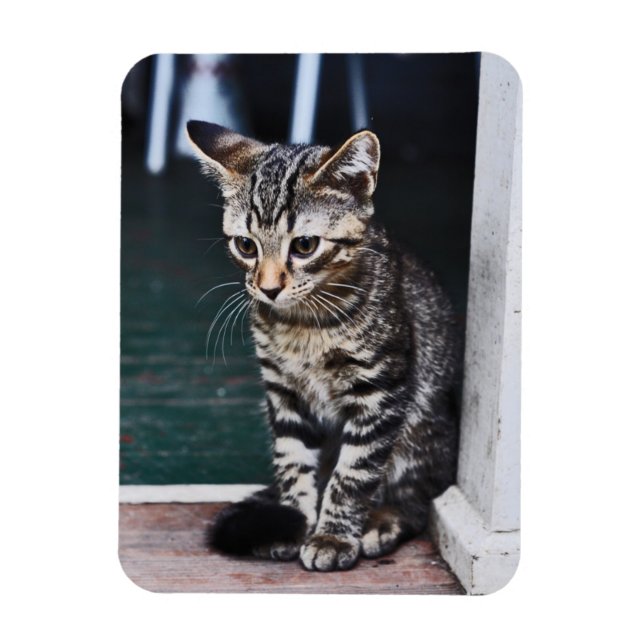 Imán Magnet: Gatito (Vertical)