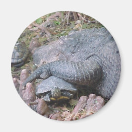 Imán Magnet "Gator Hugs"
