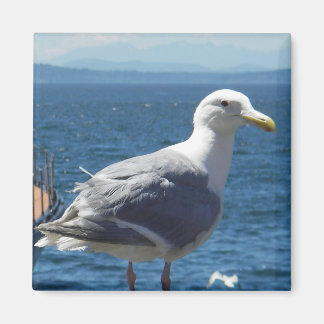 Imán Magnet: Gaviota de ala glaucosa