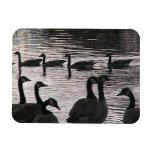 Imán Magnet geese