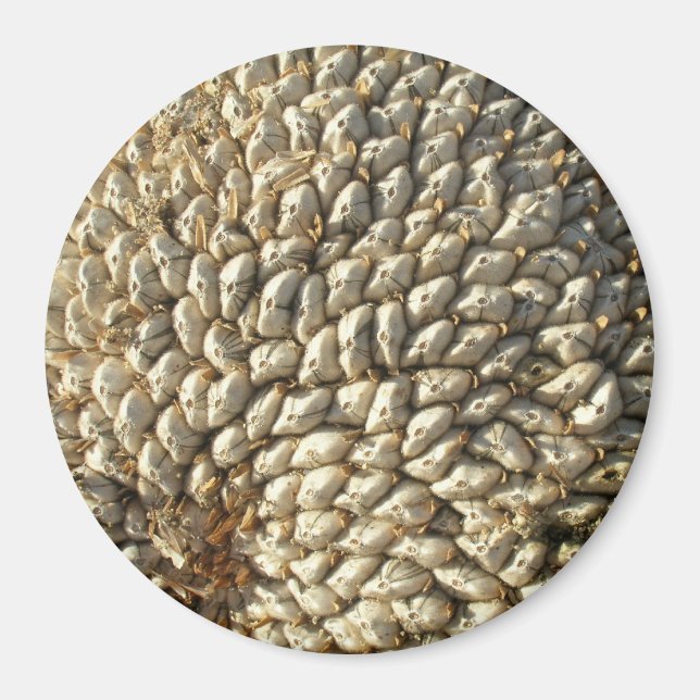 Imán Magnet - Geometría de girasol (Frente)