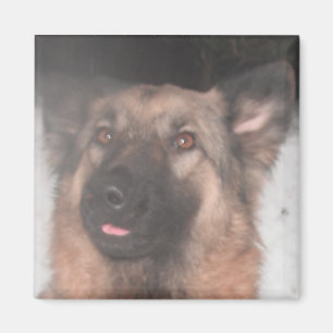 Imán Magnet German Shepherd Sticing Tongue fuera