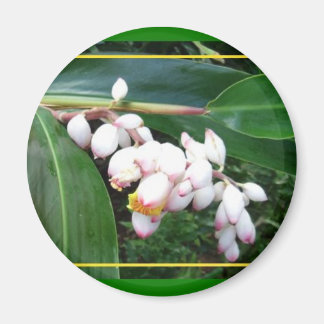 Imán Magnet-Hawaii Shell Ginger