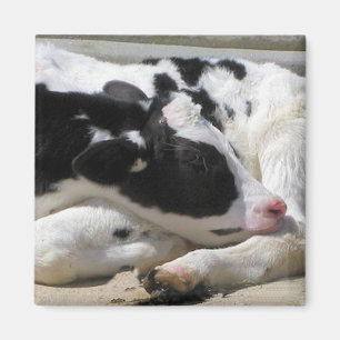 Imán Magnet, Heifer, Baby Cow Photography