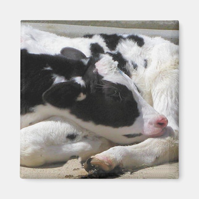 Imán Magnet, Heifer, Baby Cow Photography (Frente)