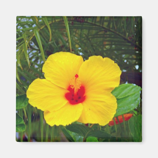Imán Magnet, Hibiscus Hawai Amarillo (Frente)