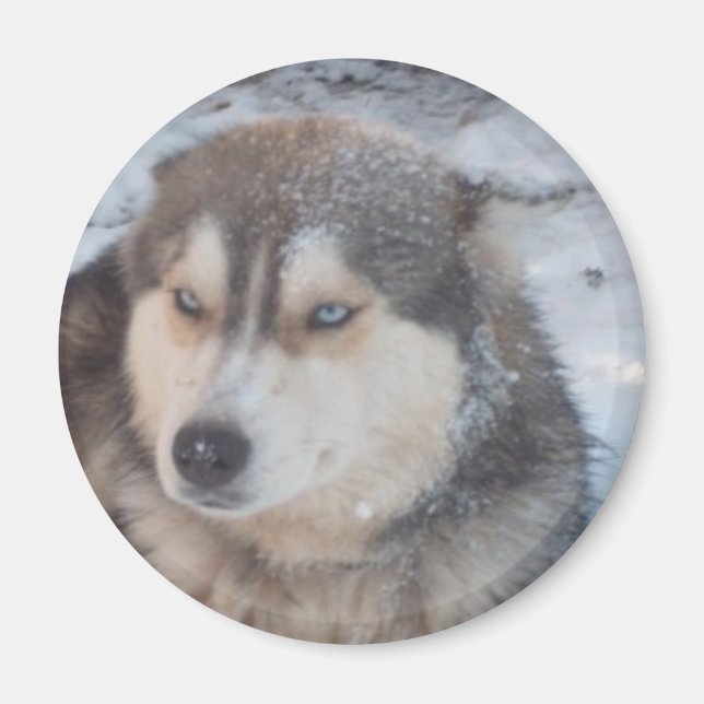 Imán Magnet Husky Blue Eyes (Frente)
