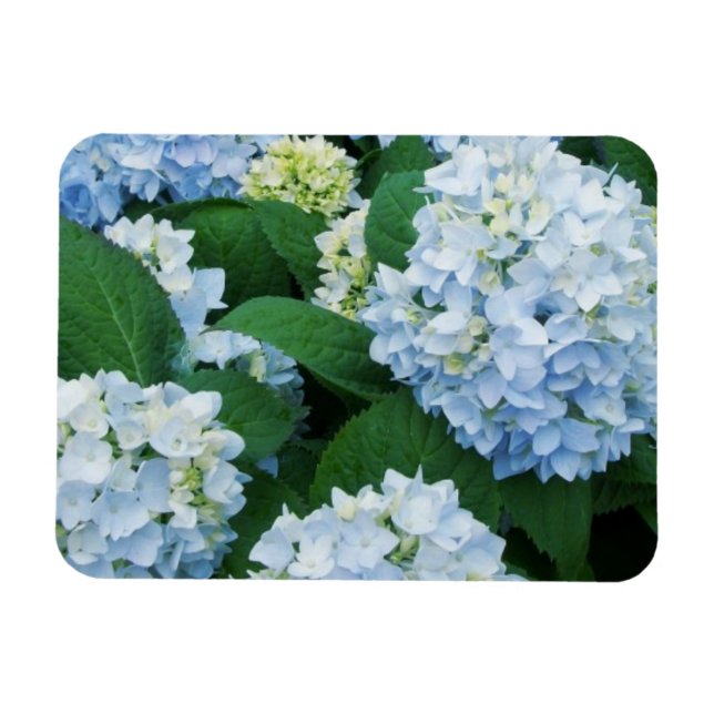 Imán Magnet Hydrangea (Horizontal)