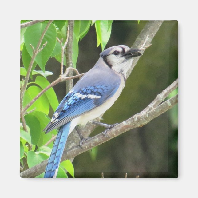 Imán Magnet Jay Azul (Frente)
