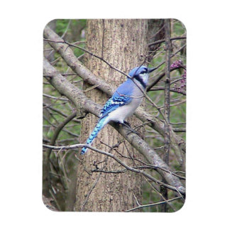 Imán Magnet Jay Azul