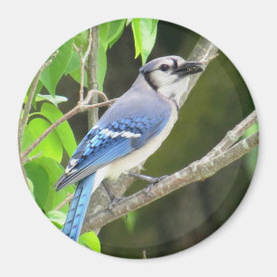 Imán Magnet Jay Azul