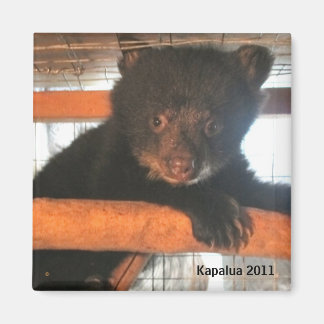 Imán Magnet Kapalua 2011