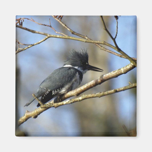 Imán Magnet "Kingfisher" (Frente)