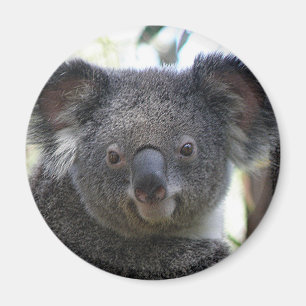 Imán Magnet Koala Australia Foto ZIZZAGO